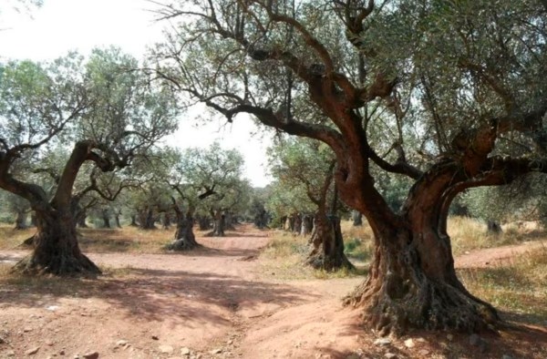 Olivos del pago de Riofrío en Monturque, Córdoba
