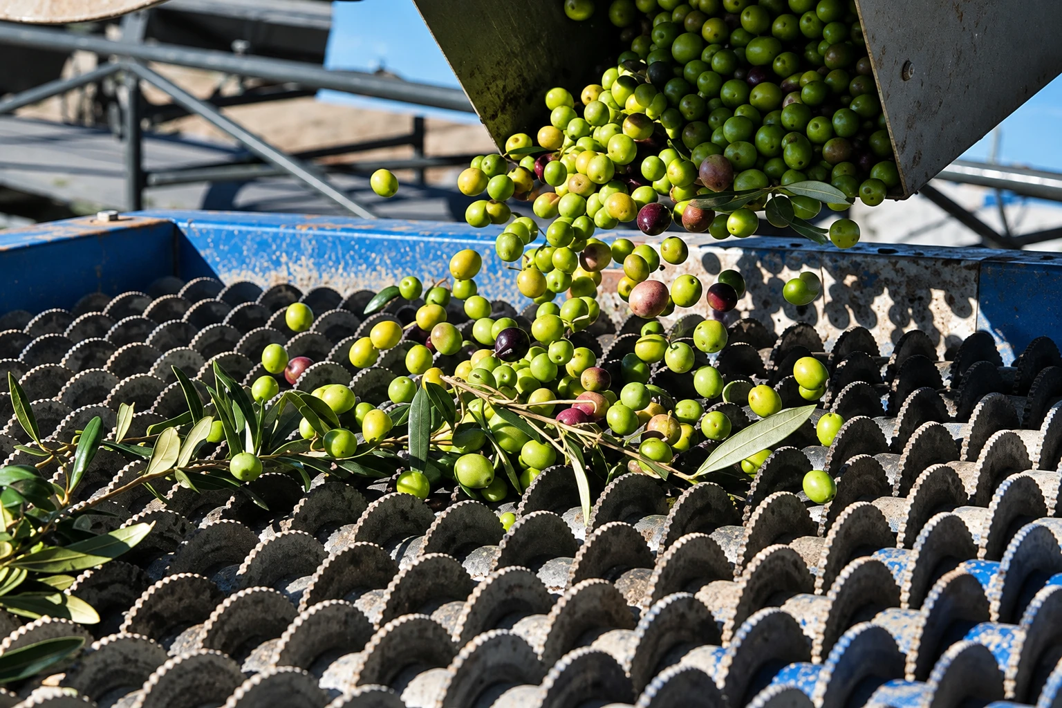 Aceitunas de cosecha temprana entrando en la almazara